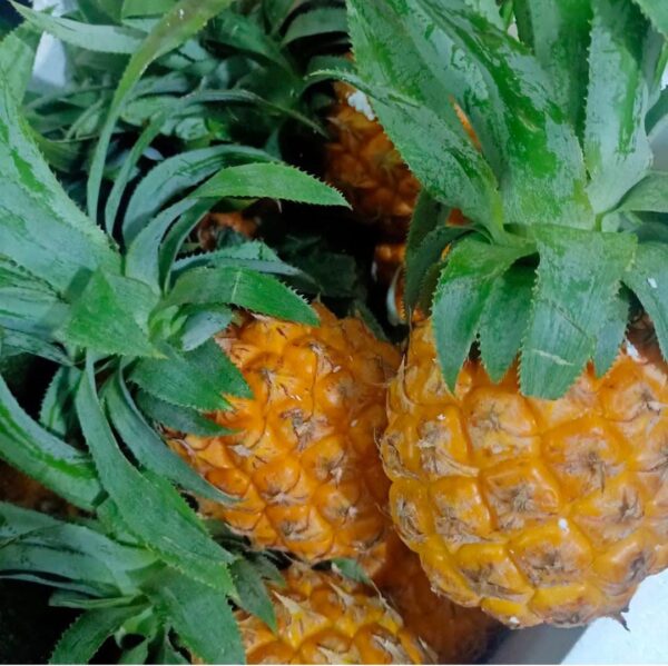 Baby Pineapple Per Piece